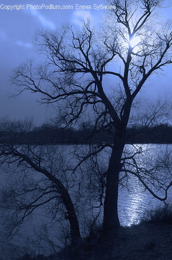 Flora, Plant, Tree, Oak, Landscape