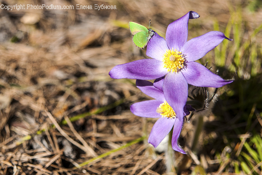Blossom, Crocus, Flora, Flower, Plant