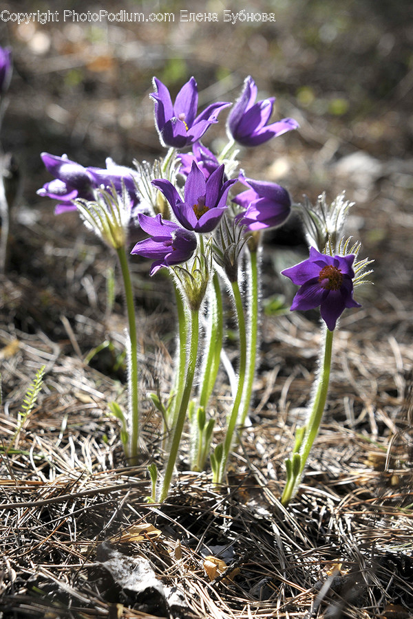 Blossom, Crocus, Flora, Flower, Plant