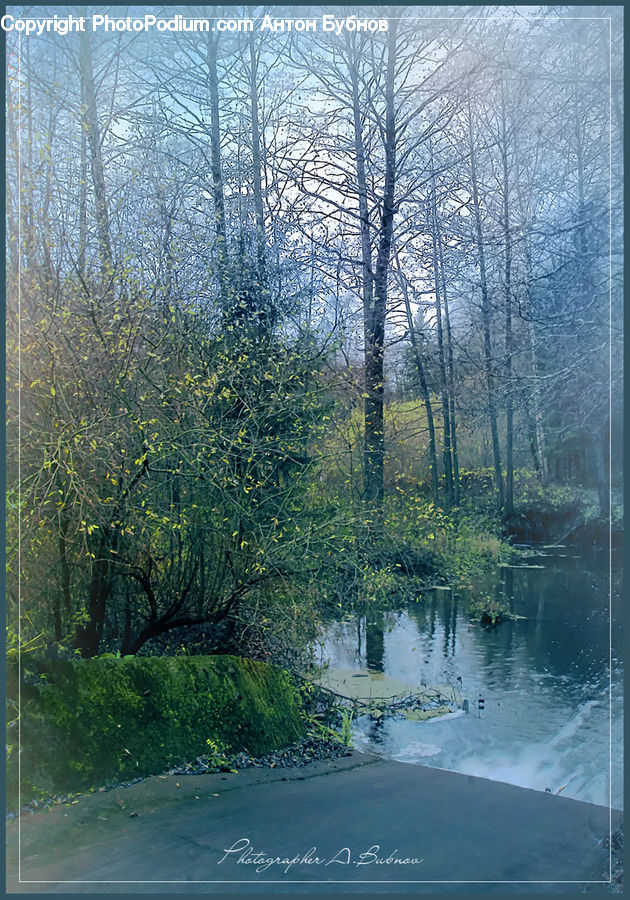 Outdoors, Pond, Water, Forest, Vegetation, Birch, Tree
