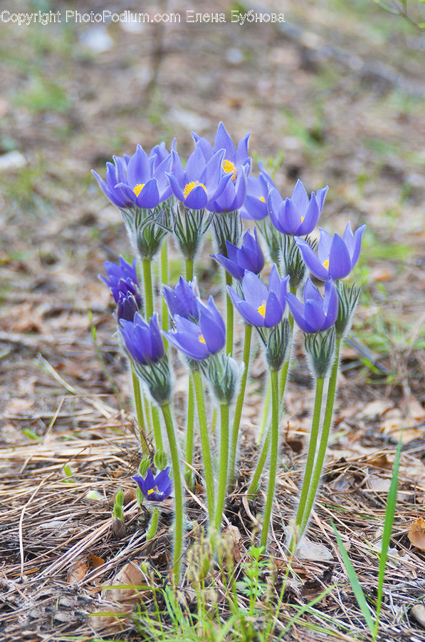 Blossom, Crocus, Flora, Flower, Plant
