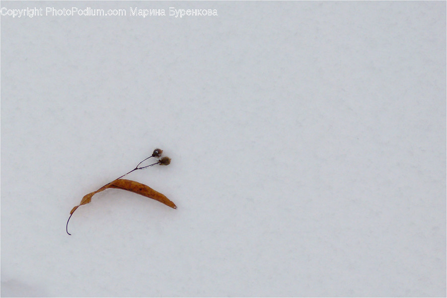 Animal, Ant, Insect, Invertebrate, Aphid