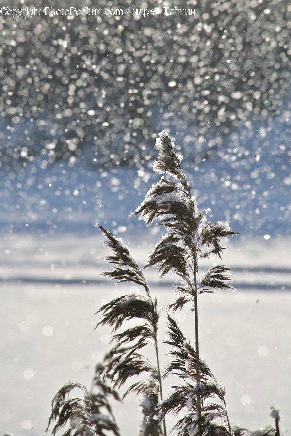 Flora, Grass, Plant, Reed, Arecaceae