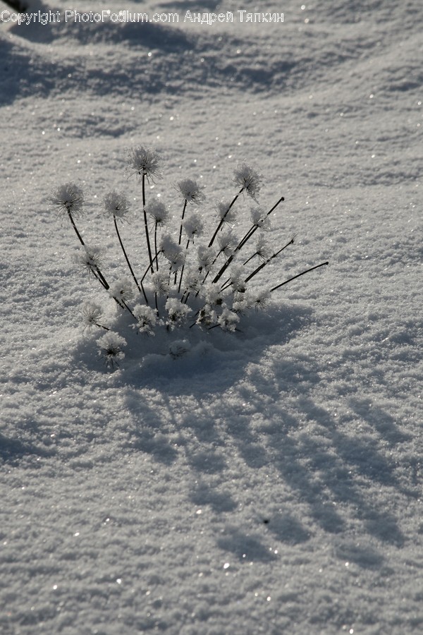 Frost, Ice, Outdoors, Snow, Conifer