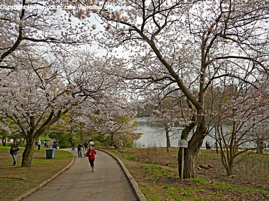 Blossom, Cherry Blossom, Flower, Plant, Tree, Flora, Exercise