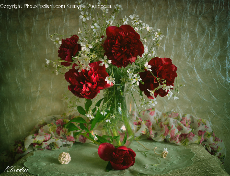 Blossom, Flora, Flower, Geranium, Plant