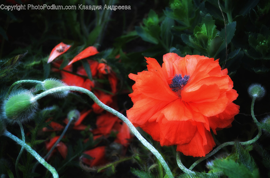 Blossom, Flora, Flower, Plant, Poppy