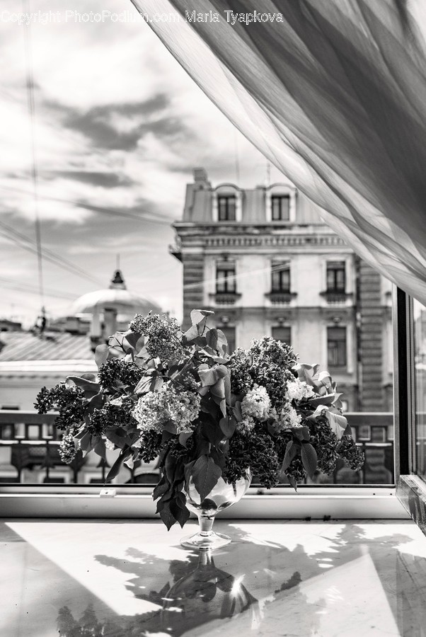 Flora, Jar, Plant, Potted Plant, Pottery