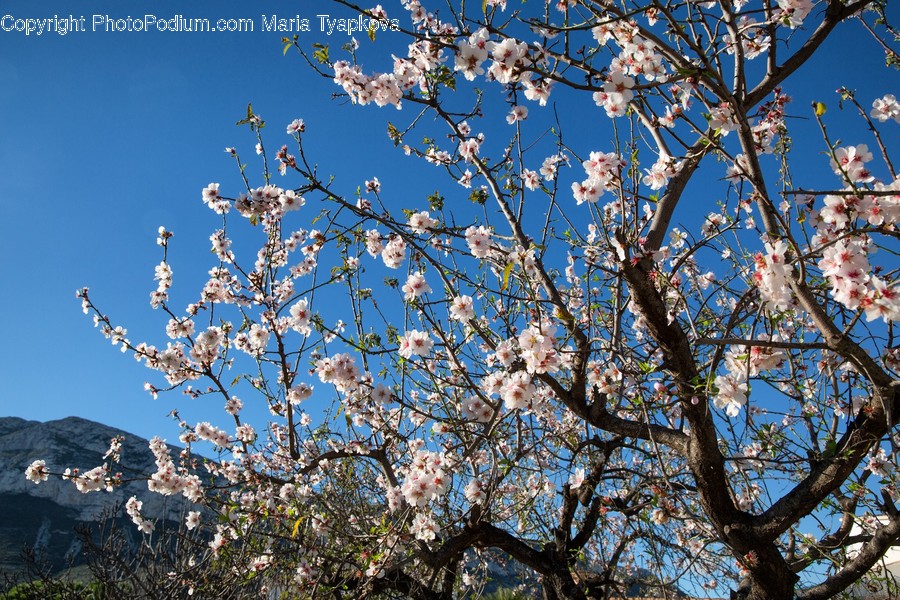 Blossom, Flora, Flower, Plant, Cherry Blossom