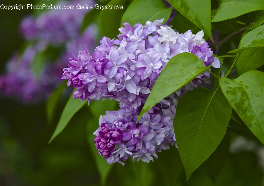Blossom, Flora, Flower, Lilac, Plant