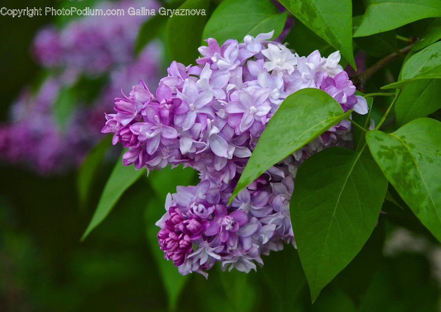 Blossom, Flora, Flower, Plant, Lilac