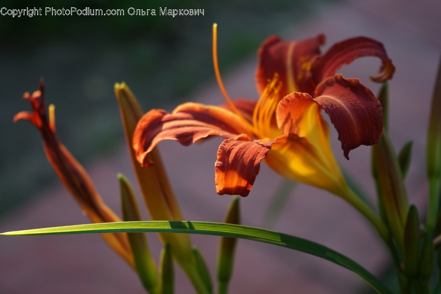 Blossom, Flora, Flower, Lily, Plant