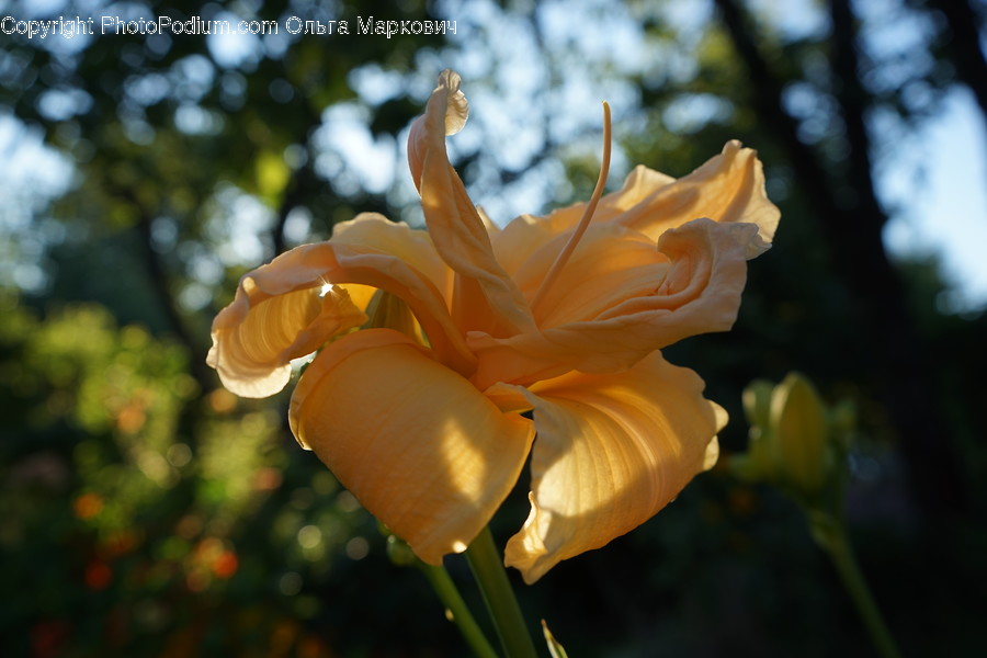 Blossom, Flora, Flower, Gladiolus, Plant