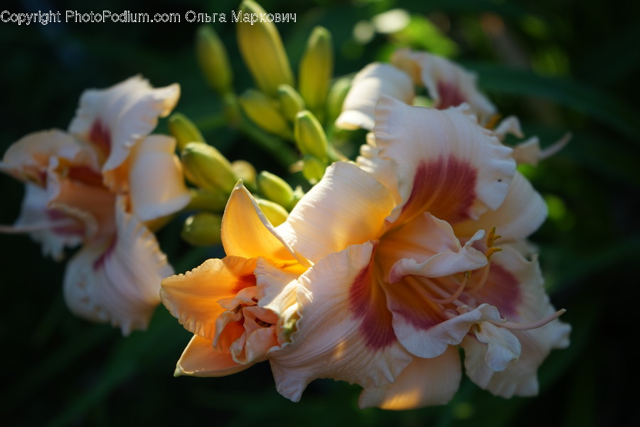 Blossom, Daffodil, Flora, Flower, Plant