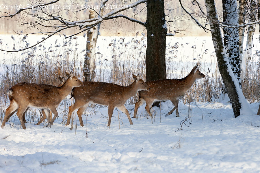 Animal, Deer, Mammal, Wildlife, Outdoors
