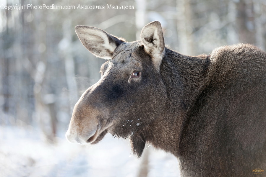 Animal, Mammal, Moose, Wildlife, Bull