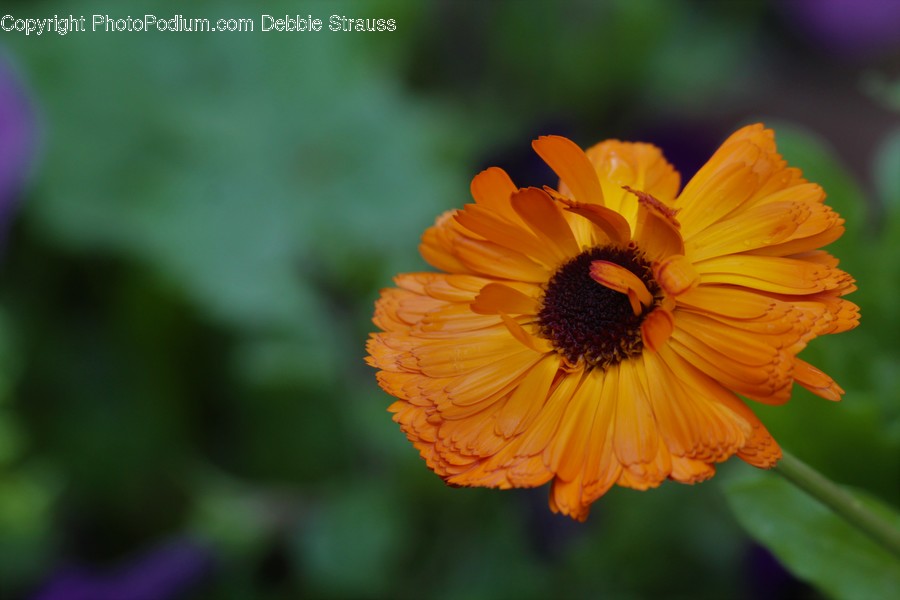 Blossom, Daisies, Daisy, Flora, Flower