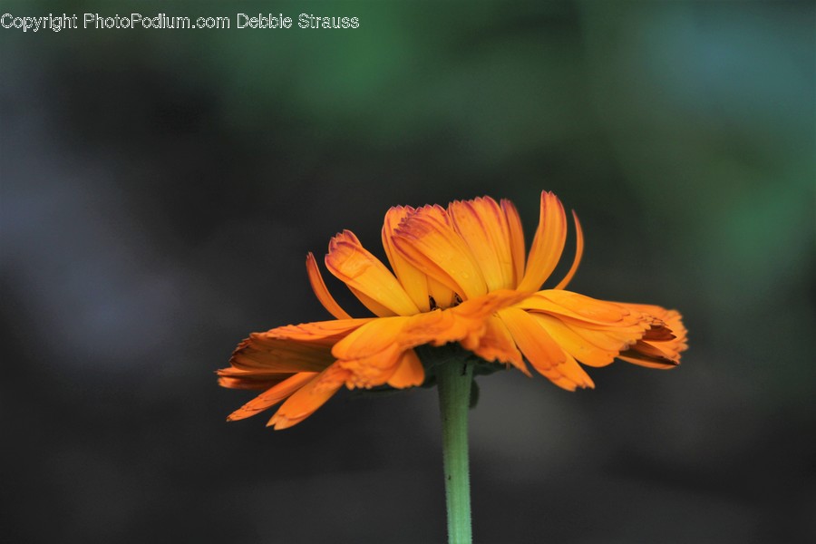 Cosmos, Blossom, Flora, Flower, Plant