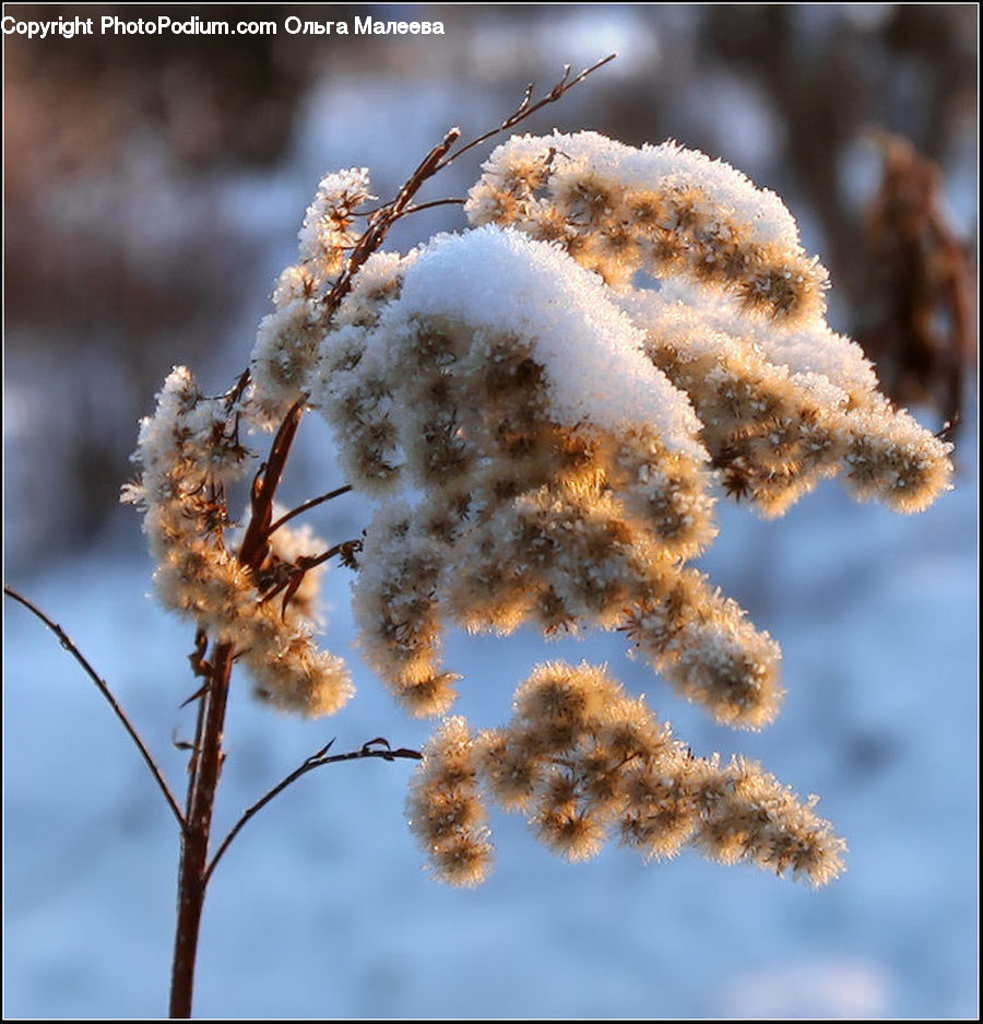 Frost, Ice, Outdoors, Snow, Blossom, Flora, Flower