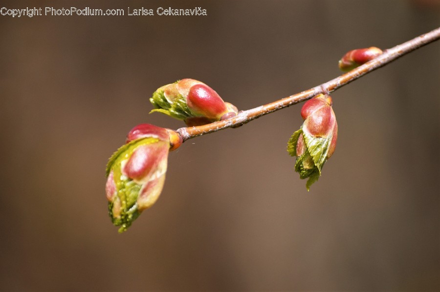 Blossom, Bud, Flora, Flower, Plant