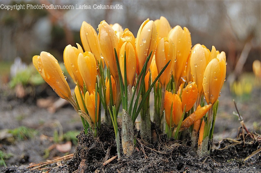 Blossom, Crocus, Flora, Flower, Plant