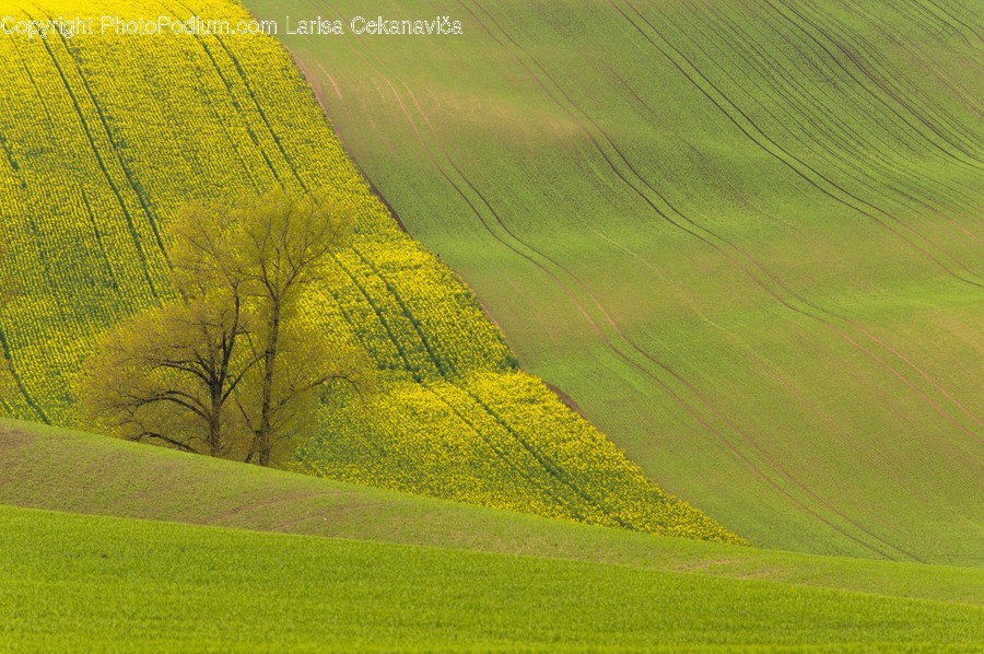 Field, Grassland, Outdoors, Flora, Grass