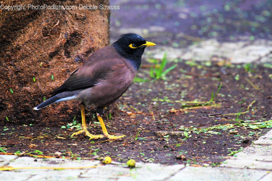 Agelaius, Animal, Bird, Blackbird