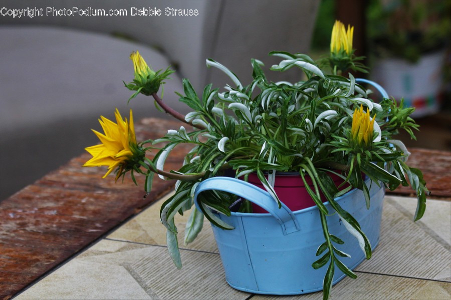 Flora, Jar, Plant, Potted Plant, Pottery