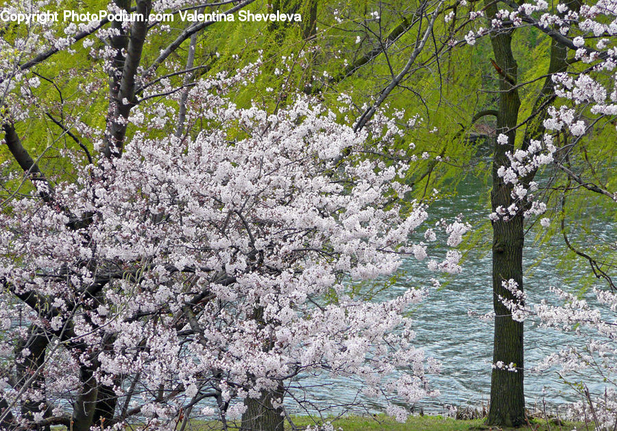 Blossom, Flora, Flower, Plant, Cherry Blossom, Tree