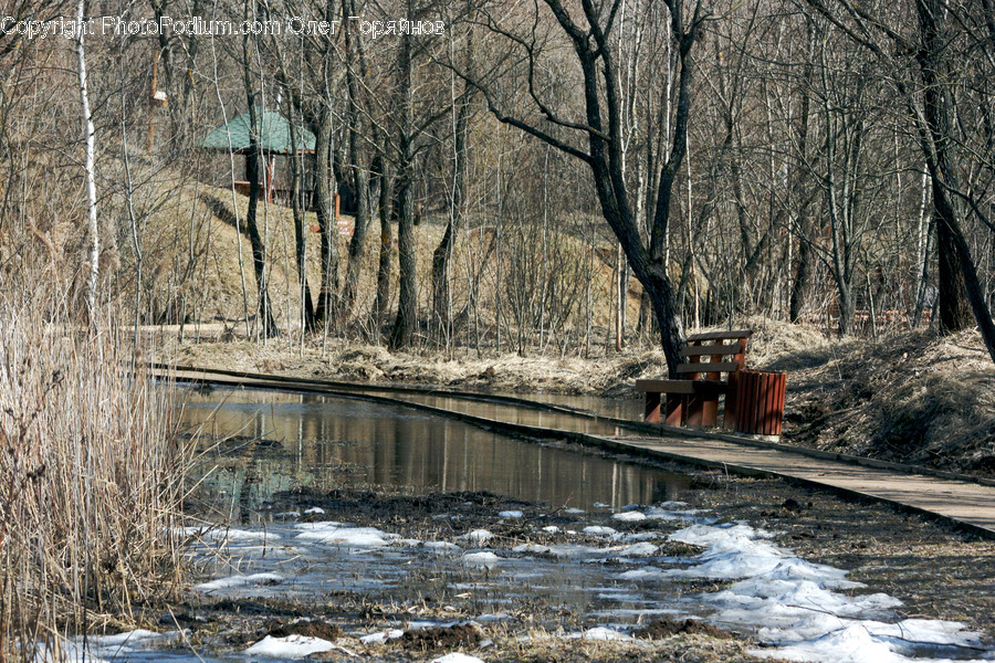 Creek, Outdoors, Stream, Water, Birch