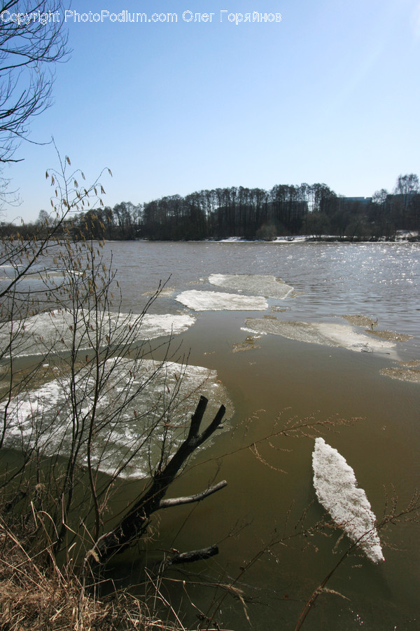 Algae, Flora, Plant, Water, Grass