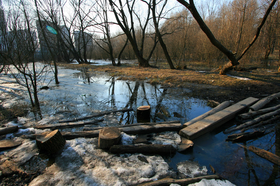 Land, Marsh, Outdoors, Swamp, Water