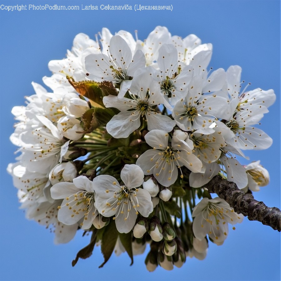 Blossom, Flora, Flower, Plant, Cherry Blossom