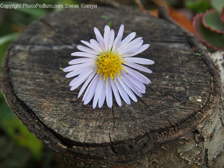 Blossom, Daisies, Daisy, Flora, Flower