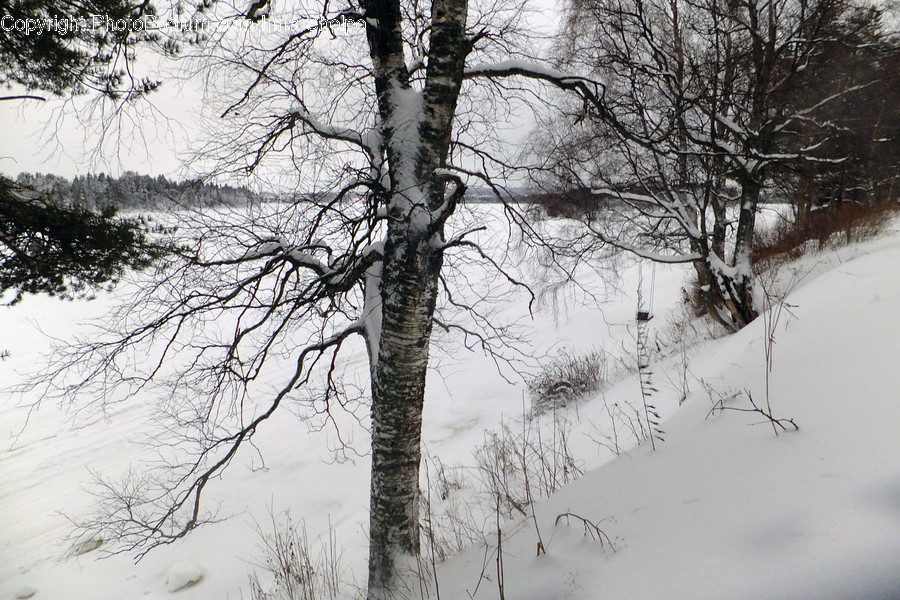 Birch, Flora, Plant, Tree, Conifer