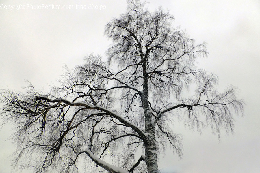 Flora, Plant, Tree, Willow, Oak