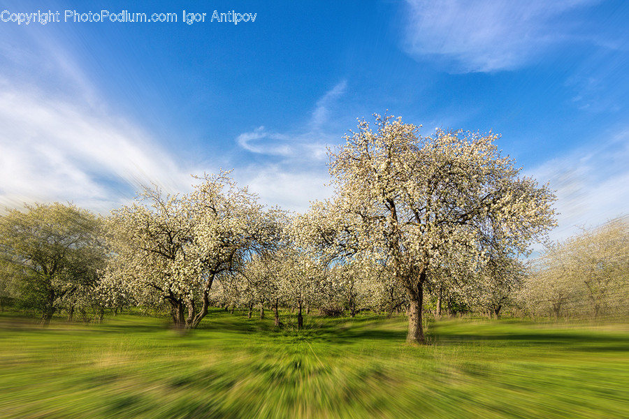 Flora, Grass, Plant, Tree, Field