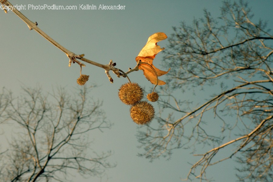 Animal, Bee Eater, Bird, Architecture, Bell Tower