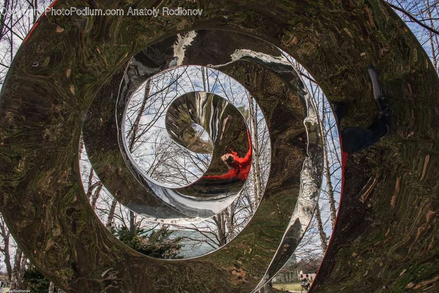 Hubcap, Flora, Plant, Redwood, Tree