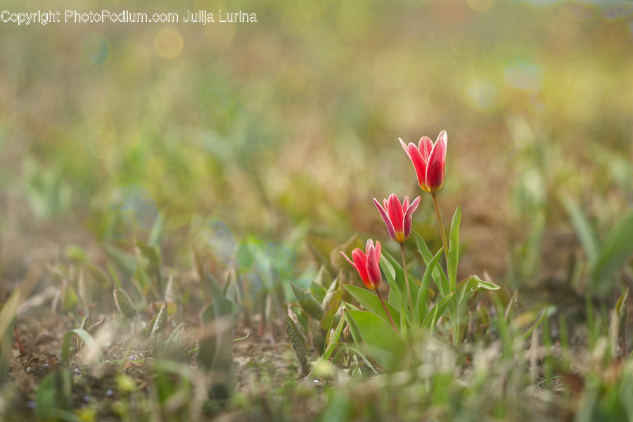 Blossom, Flora, Flower, Gladiolus, Plant