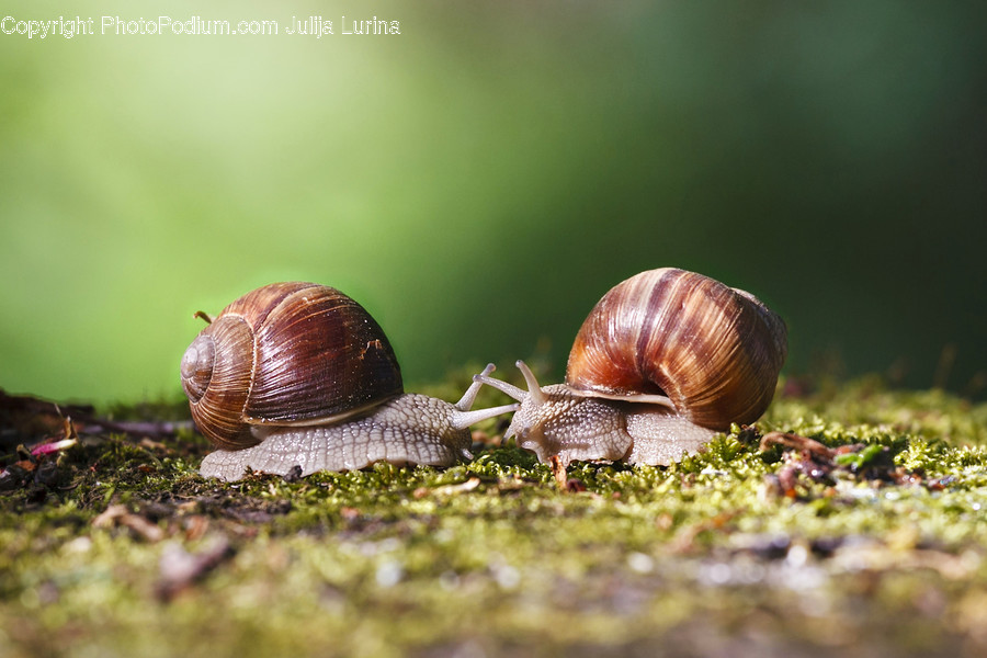 Animal, Invertebrate, Snail, Flora, Moss
