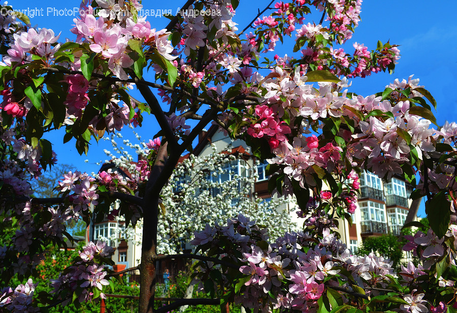 Blossom, Flora, Flower, Plant, Bush