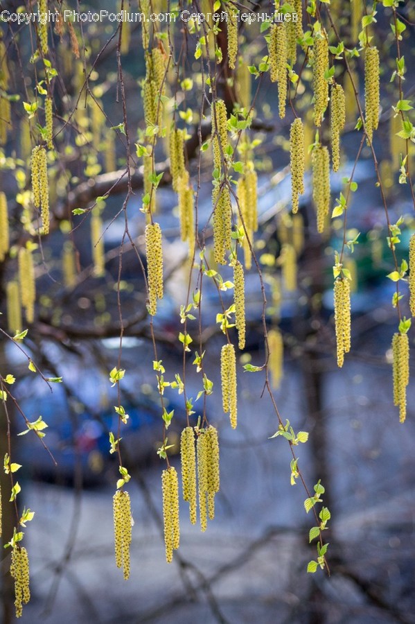 Flora, Plant, Pollen, Conifer, Tree