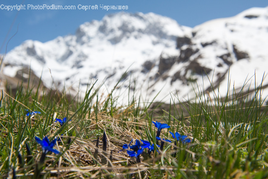 Blossom, Flax, Flora, Flower, Plant