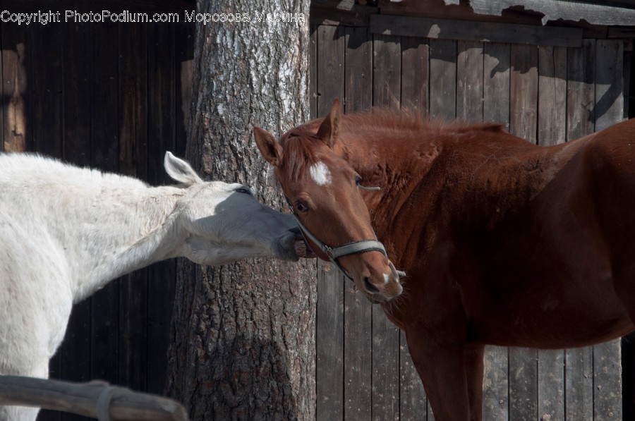 Animal, Foal, Horse, Mammal, Colt Horse