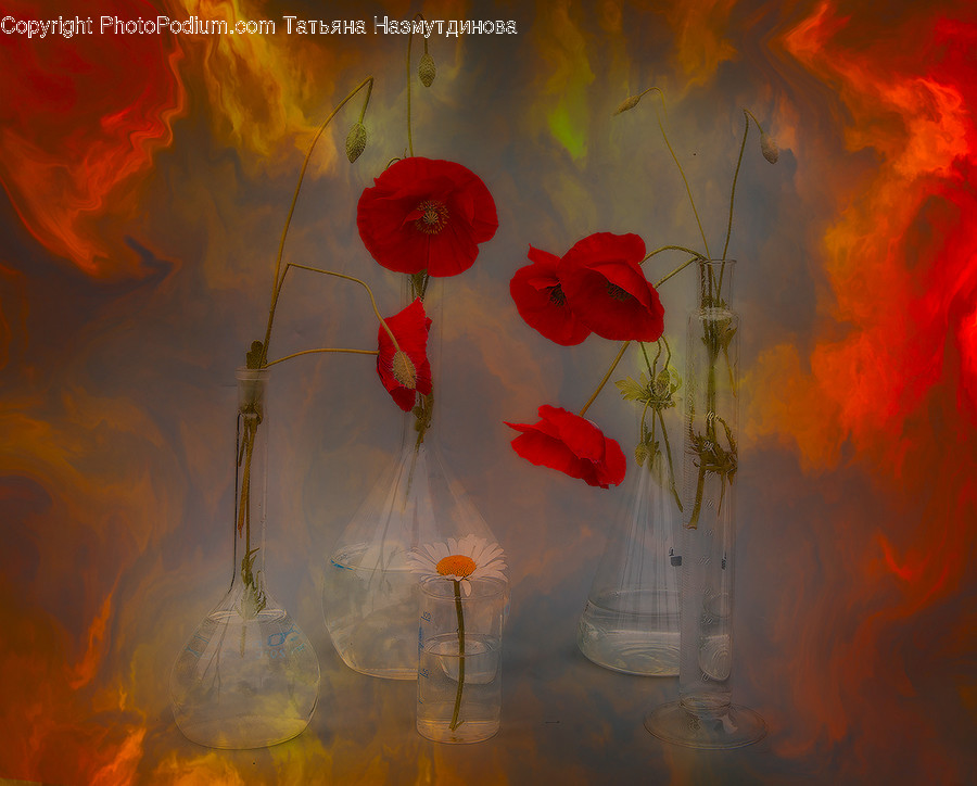 Blossom, Flora, Flower, Plant, Poppy
