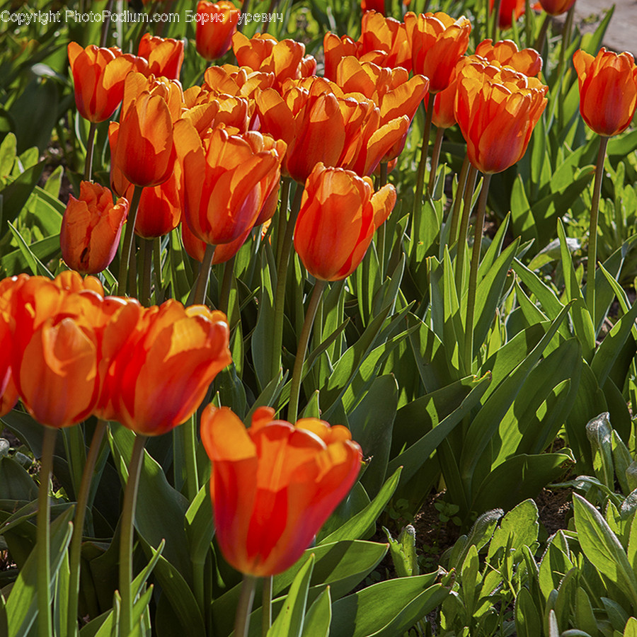 Blossom, Flora, Flower, Plant, Tulip