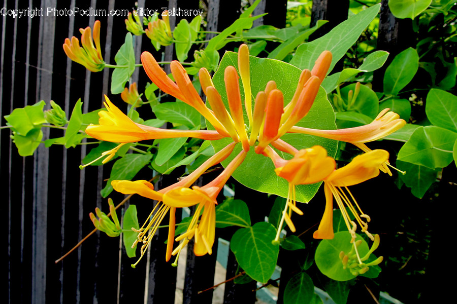 Blossom, Daffodil, Flora, Flower, Plant
