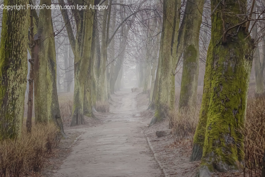 Path, Trail, Flora, Oak, Plant