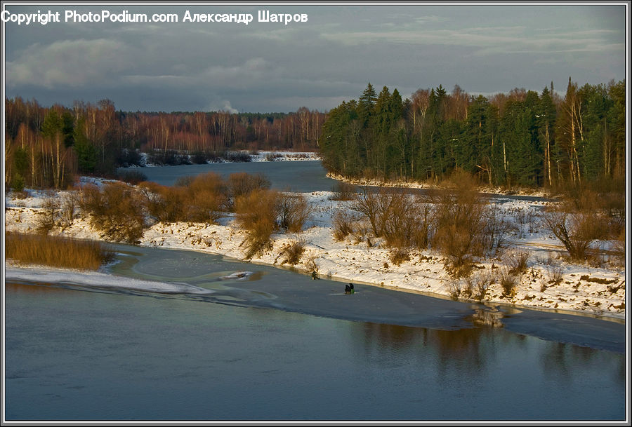 Conifer, Fir, Plant, Tree, Lake, Outdoors, Water